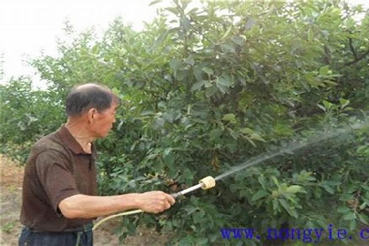 果树叶面肥简介