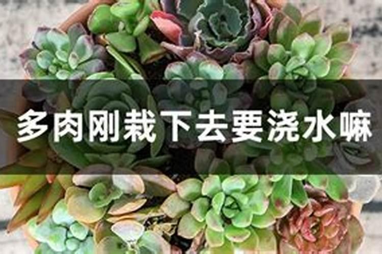 多肉植物上出现白斑怎么办？