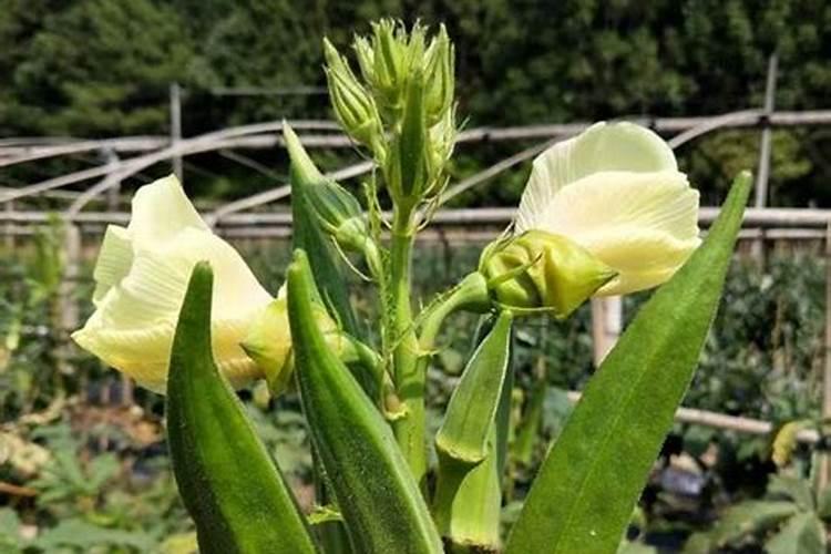 秋葵小苗什么时候施肥