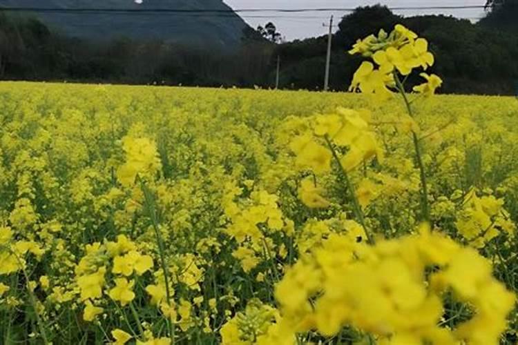 油菜种植用一亩地用多少肥料