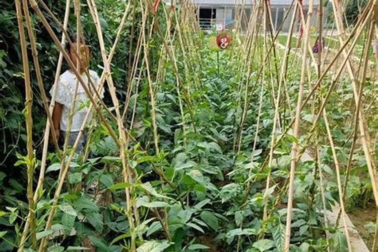 豆角出苗后多久施肥