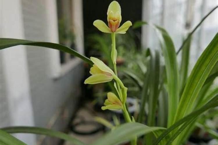 怎么给兰花施肥