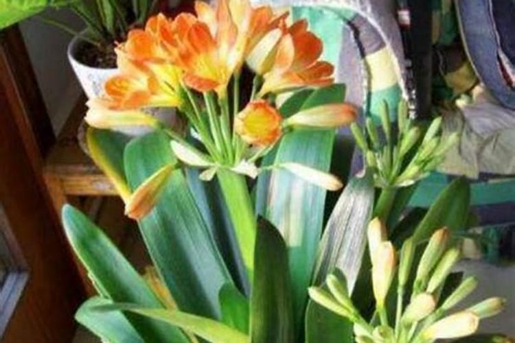 天宝农技:蓟马粉虱难缠虫害防治关键及配方汇总!