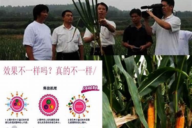 盆栽金桔什么时候施肥 盆栽金桔哪个时候施肥