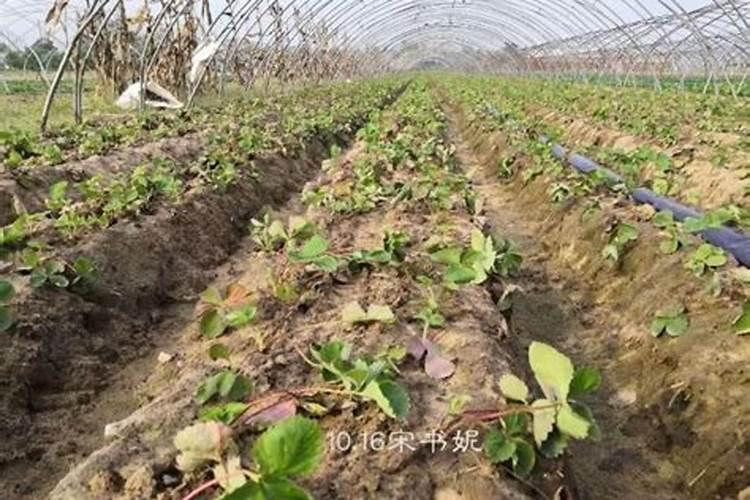 硼肥可以灌根吗？