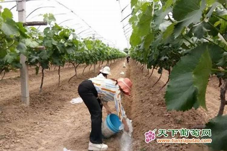 葡萄树底肥放什么肥好(底肥施用方法)