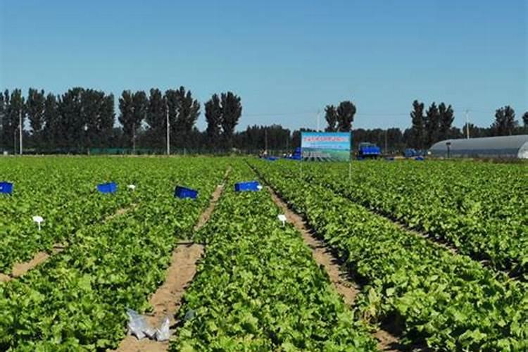 中国化肥十大名牌