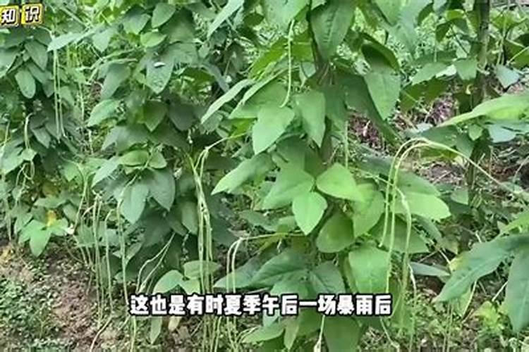 豆角冲高钾型大量元素水溶肥可以吗？