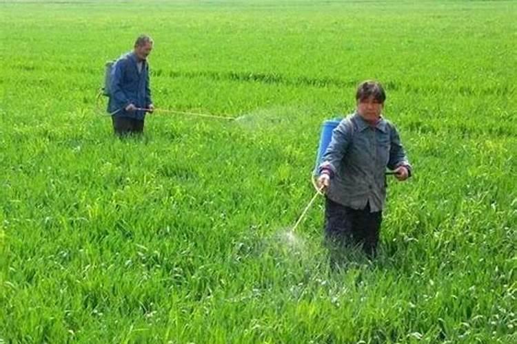 水溶肥价格多少钱一吨 如何选购优质的水溶肥料