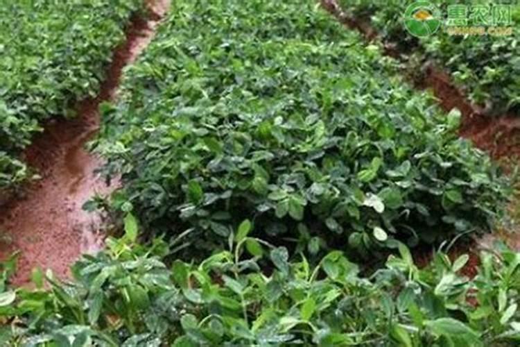 大量元素水溶肥添加螯合微量元素好在哪儿