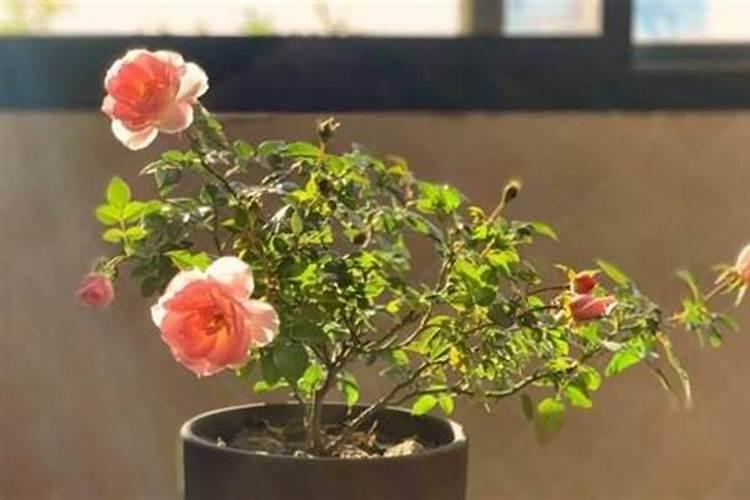 春天养蟹爪兰,死记硬背口,叶片肥鼓鼓,花苞挤满盆