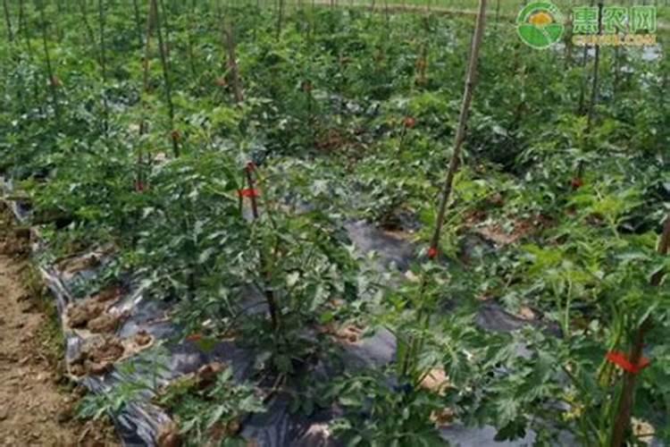 大棚里能同时种植辣椒和西红柿嘛？