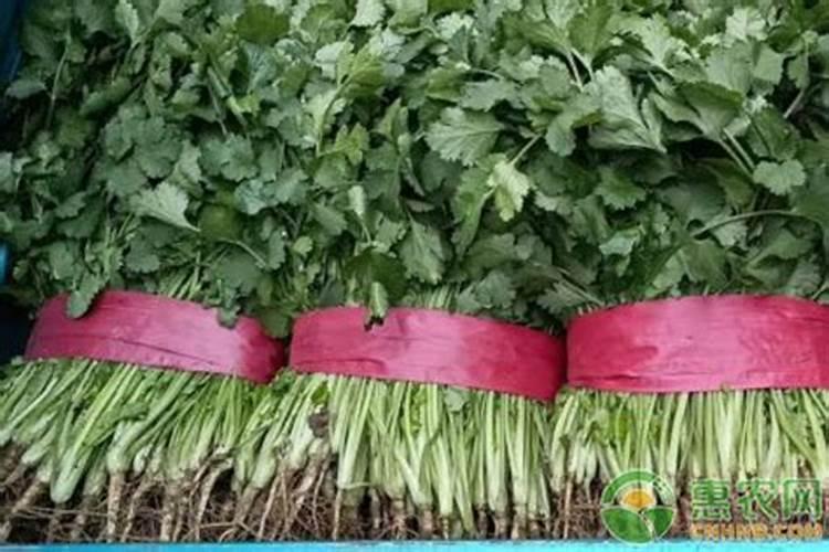 香菜怎么追肥啊,用什么含量的好