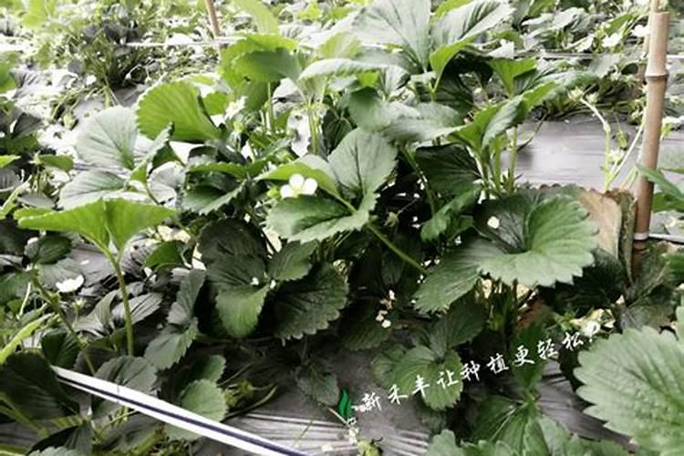 磷肥对植物的作用是什么？