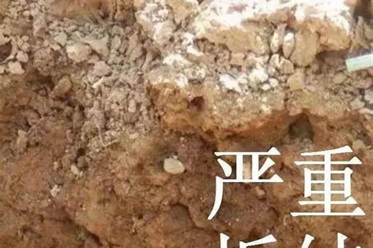 土壤调酸最好方法