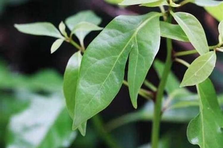 红掌怎么施肥