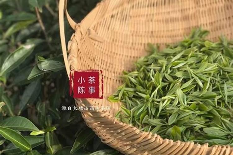 白茶什么时施肥最佳？