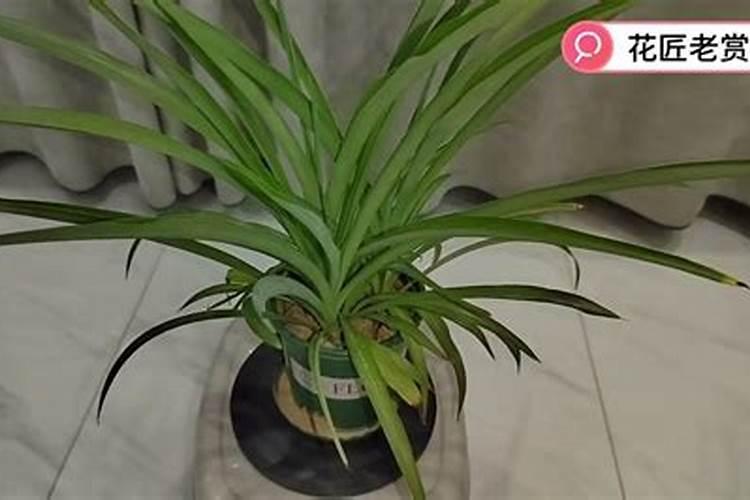 吊兰的叶尖枯萎是怎么回事啊？如何让它恢复生机呢？