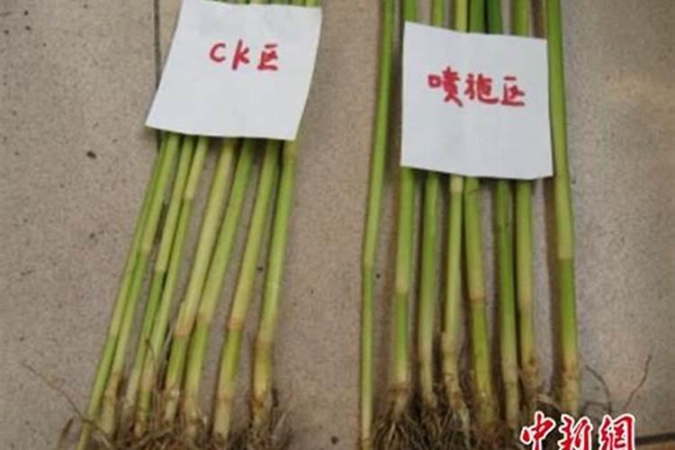黄腐酸钾一亩地用多少