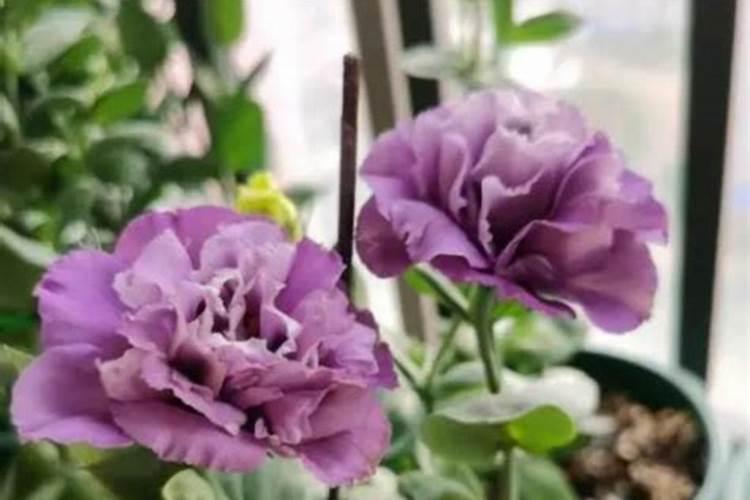 洋桔梗一年开花几次