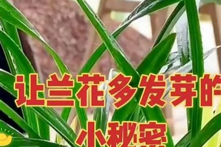 兰草花用什么肥料最好