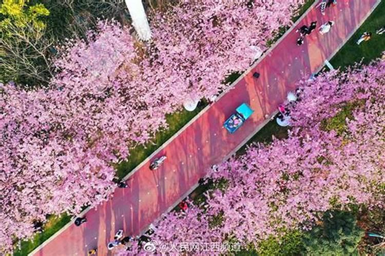 樱花树价格多少钱一棵？樱花树种植方法有哪些？