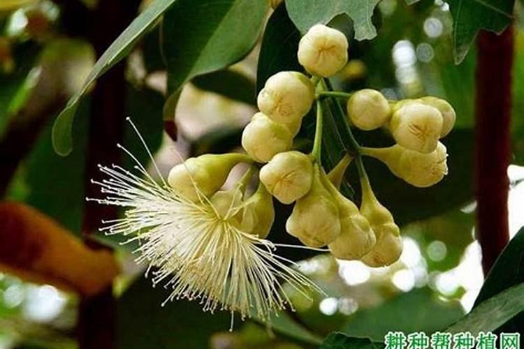 莲雾大量开花适合施硝酸钾肥吗？