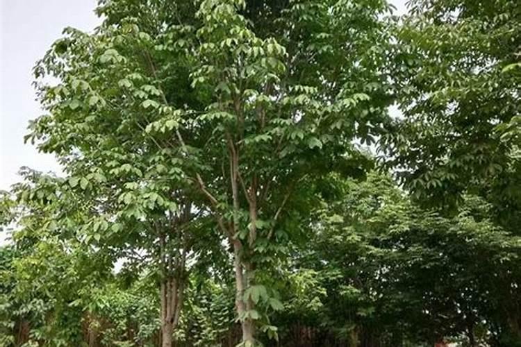 七叶树施肥方法