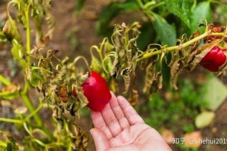辣椒用什么肥料