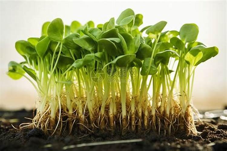 蔬菜黄叶病用什么药防治最好