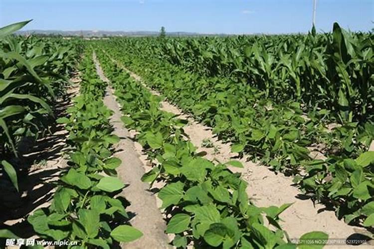 玉米地里可以套种什么作物？豆角、大豆都很不错!