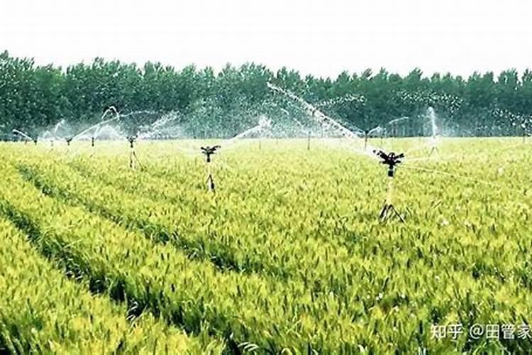 小麦灌浆期喷施什么叶面肥好