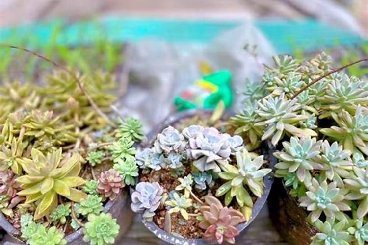 多肉植物用什么肥料好