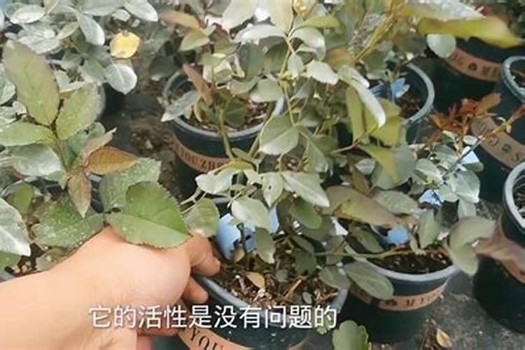 月季小苗施肥时间和方法