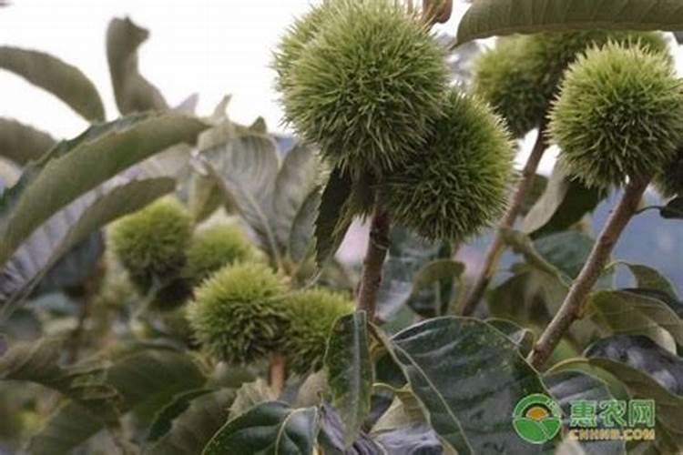 甘蔗的栽植技术