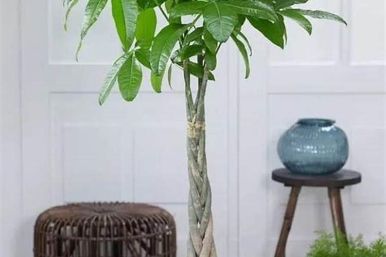 给发财树给施花多多l号吗？