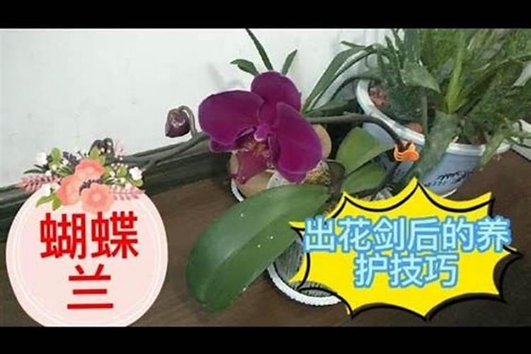 腐植酸肥料的用途