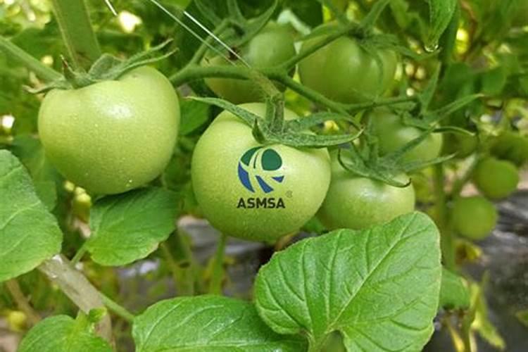 种植玉米时,需要施几次肥？一株玉米施多少呢？