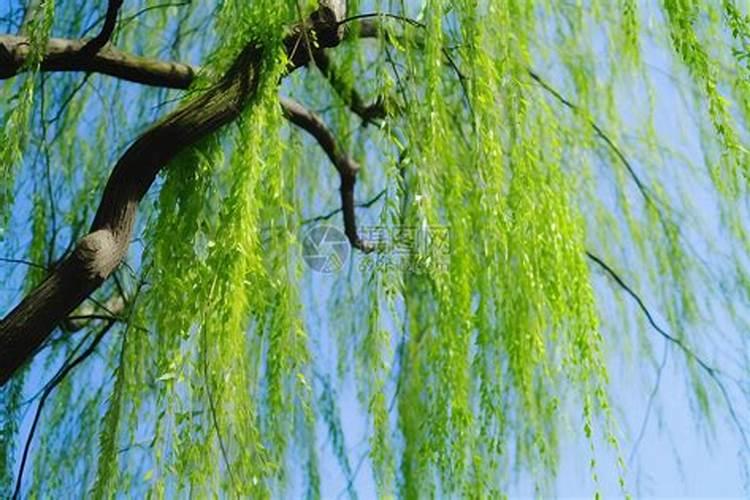 植物怎样容易生根(怎样能让植物快速生根)