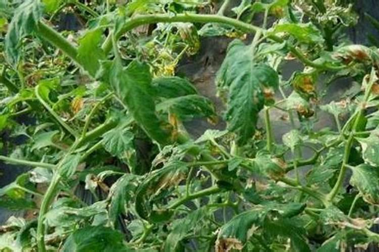请问兰花花箭上有虫,然后花箭枯萎了,这是什么虫,要施什么药？