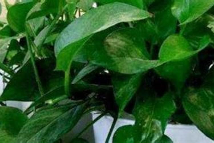 果树缺钙用什么肥料最适合