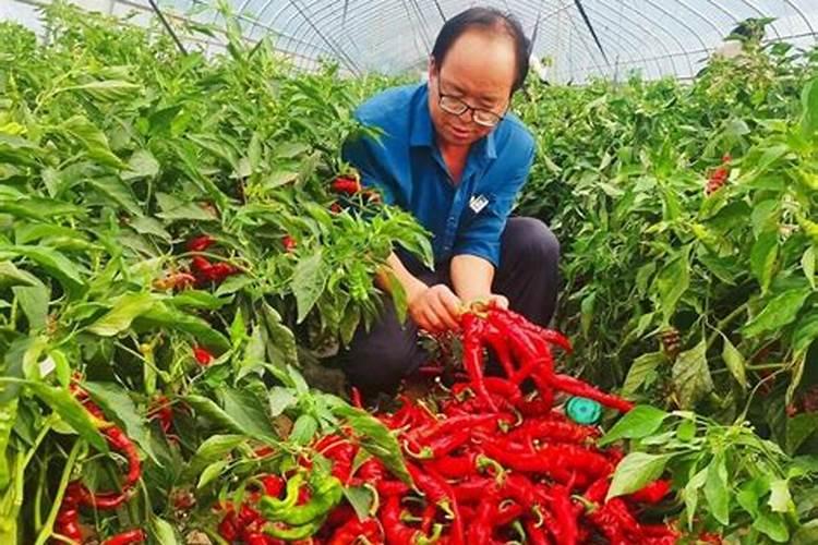 土豆膨大用哪种钾肥好