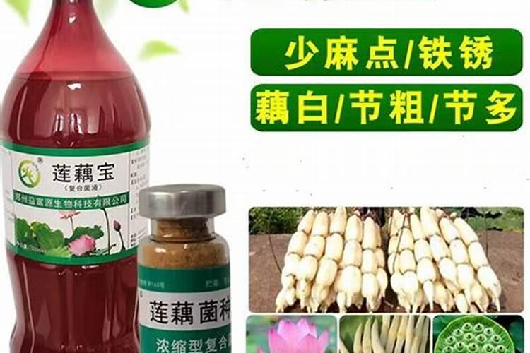 莲藕专用肥料