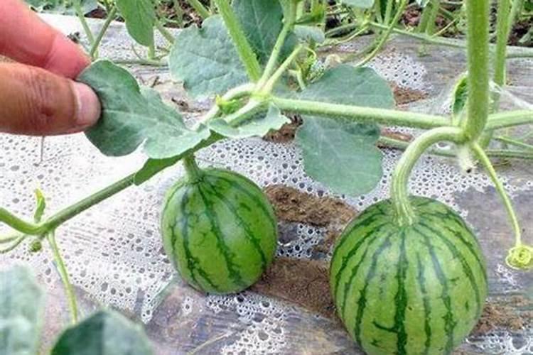 大棚种植西瓜需要喷洒生根粉吗