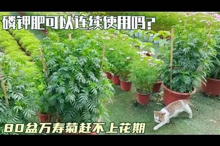 百香果不开花怎么催花