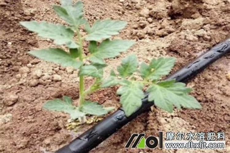 水溶肥的使用方法和注意事项 水溶肥有哪些