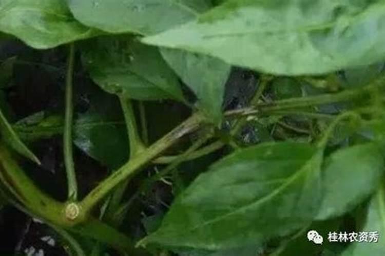 辣椒病毒病有什么特效药？