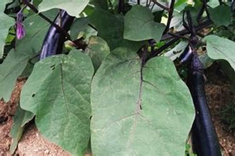 茄子施肥时间及方法