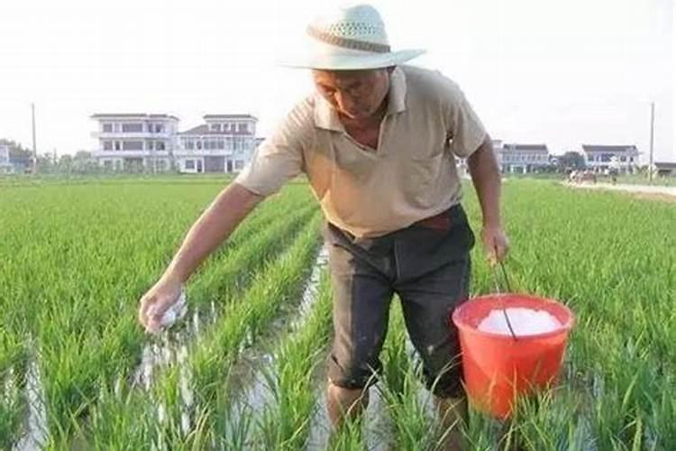 水稻硅锌肥什么时候用 使用注意事项