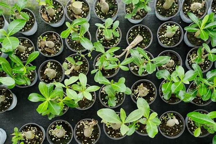 油茶树什么时候施肥